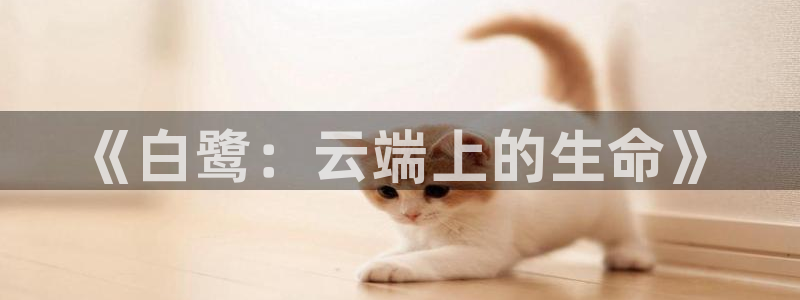 恩佐娱乐登陆：《白鹭：云端上的生命》